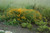 Rudbeckia fulgida, Orange coneflower