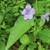 Ruellia strepens, Woodland petunia