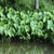 Sagittaria latifolia, broadleaf arrowhead