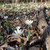 Sanguinaria canadensis (Bloodroot)