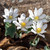 Sanguinaria canadensis (Bloodroot)