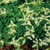 Sedum ternatum, wild stonecrop