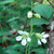 Silene stellata, Starry campion