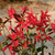 Silene virginica, fire pink