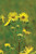 Silphium integrifolium, rosinweed
