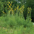 Silphium laciniatum, compass plant