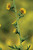 Silphium laciniatum, compass plant