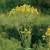 Silphium perfoliatum, Cup plant