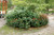 Spigelia marilandica, Indian pink