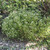 Stenaria nigricans (Diamondflowers)