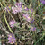 Symphyotrichum sericeum (Silky Aster)