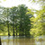 Taxodium distichum, Bald cypress