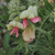 Tephrosia virginiana, Goat's rue