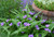 Tradescantia ernestiana, Woodland spiderwort