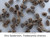 Tradescantia ohiensis (Ohio Spiderwort)
Seed