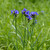 Tradescantia ohiensis (Ohio Spiderwort)