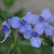 Tradescantia ohiensis (Ohio Spiderwort)