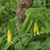 Uvularia grandiflora, Yellow bellwort