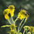 Verbesina alternifolia, Yellow ironweed