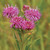 Vernonia arkansana, Curlytop ironweed