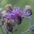 Vernonia baldwinii, Western ironweed