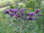 Vernonia baldwinii, Western ironweed