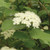 Viburnum dentatum, southern arrow-wood