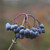 Viburnum rufidulum, Rusty blackhaw