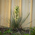 Yucca glauca (Soapweed Yucca)