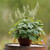 Heuchera villosa, Maple-leaf alumroot