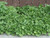 Asarum canadense, Wild ginger
