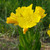 Oenothera pilosella (Prairie Sundrops)