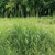 Tripsacum dactyloides (Eastern Gama Grass)