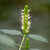 Agastache nepetoides (Yellow Giant Hyssop)