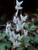 Dicentra cucullaria (Dutchman's Breeches)