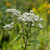 Eupatorium serotinum (Late Boneset)