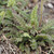 Pedicularis canadensis (Wood Betony) foliage