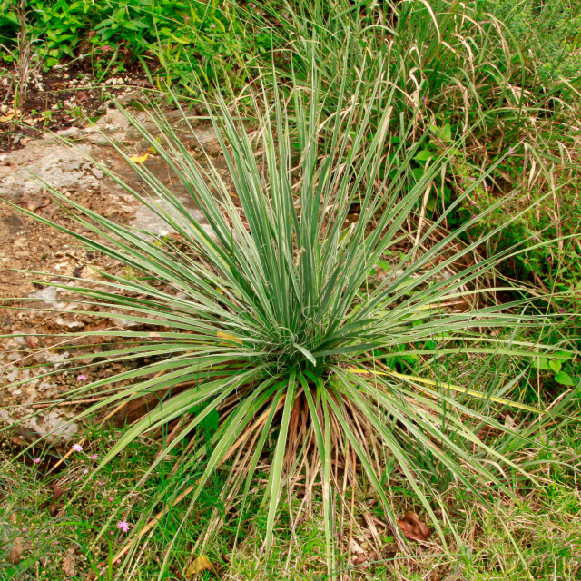 Yucca glauca (Soapweed Yucca)