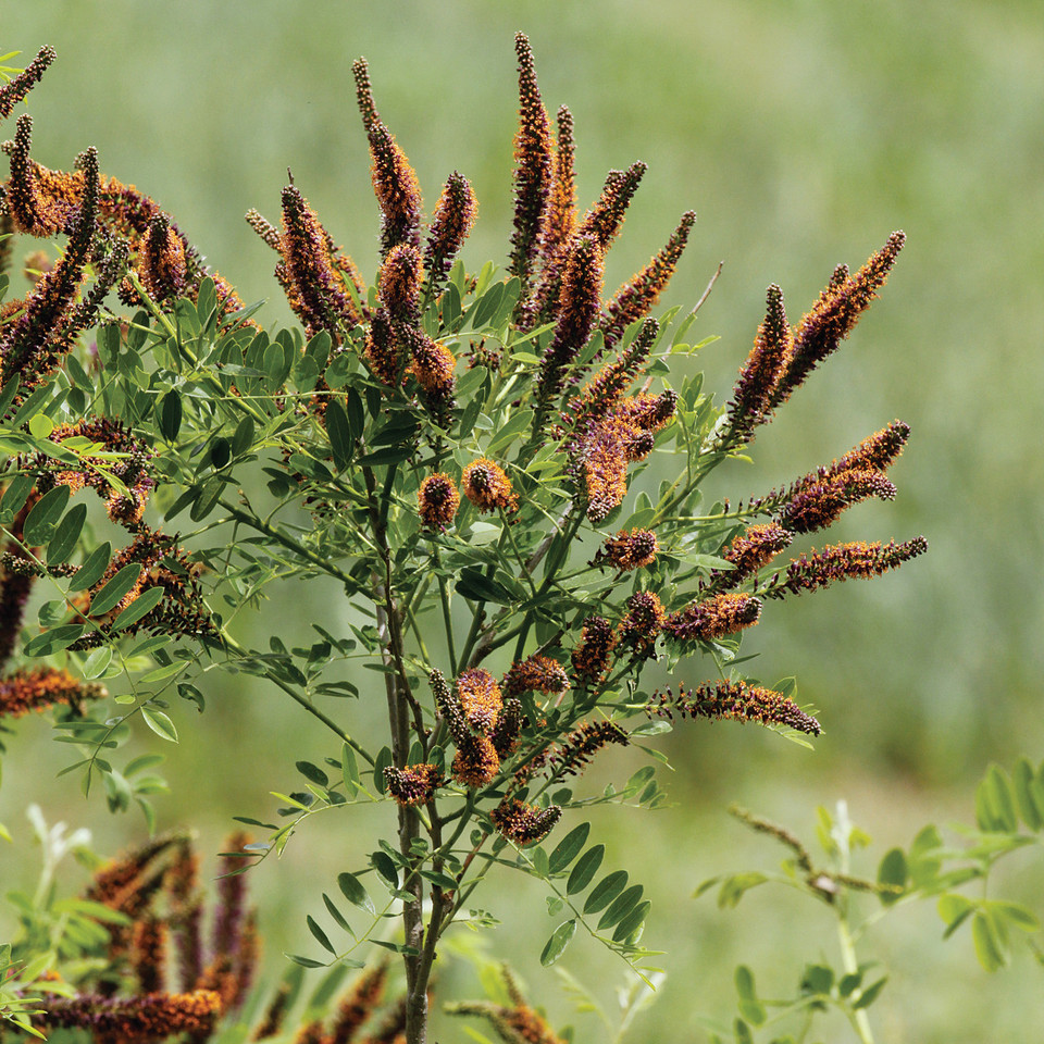 Amorpha Fruticosa Indigo Bush amorpha-fruticosa-indigo-bush