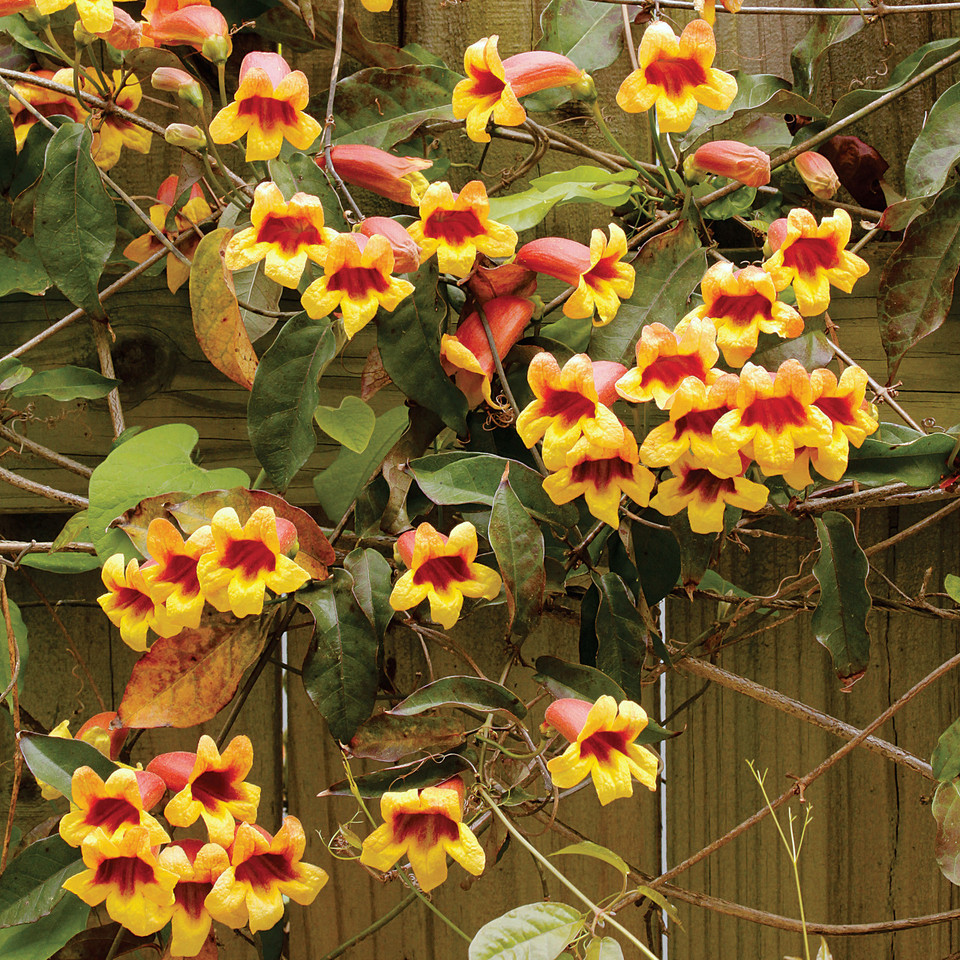Bignonia capreolata (Cross Vine)