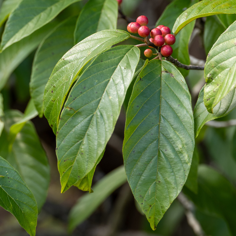 Carolina Buckthorn (Frangula caroliniana) 3 Frangula caroliniana (Carolina Buckthorn)