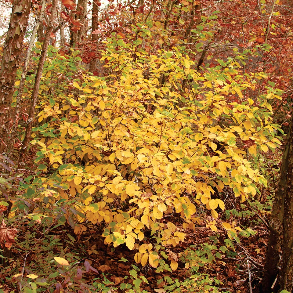 Hamamali Hamamelis vernalis (Ozark Witch Hazel)