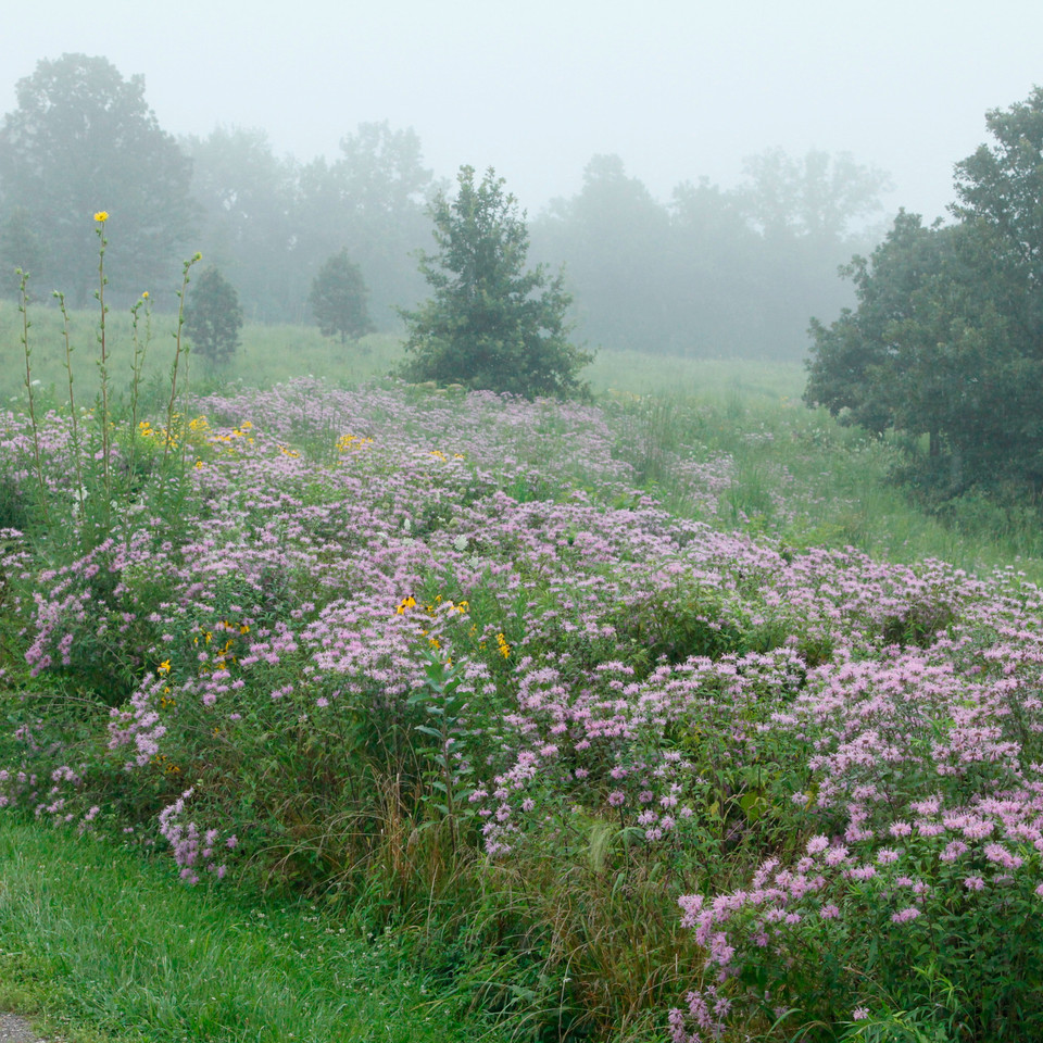 Missouri Wildflowers Nursery