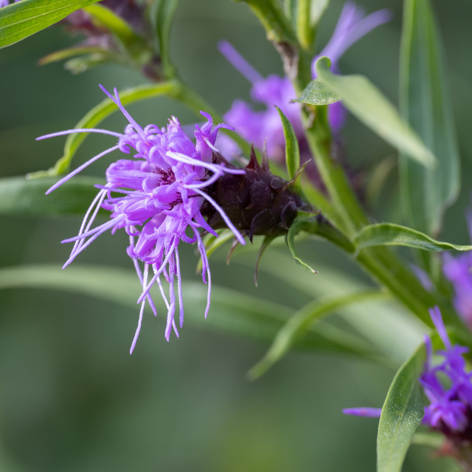 Missouri Wildflowers Nursery