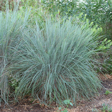 Schizachyrium scoparium