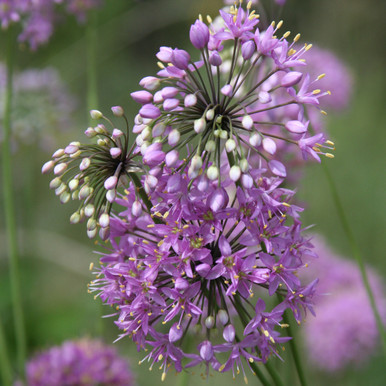 Allium stellatum (Fall Glade Onion)