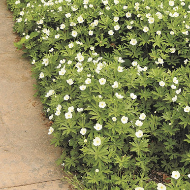 Anemone canadensis (Meadow Anemone)
