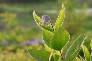 Clematis fremontii (Fremont's Leather Flower)