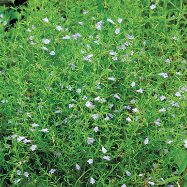 Clinopodium arkansanum (Calamint)