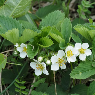 Fragaria virginiana (Wild Strawberry)